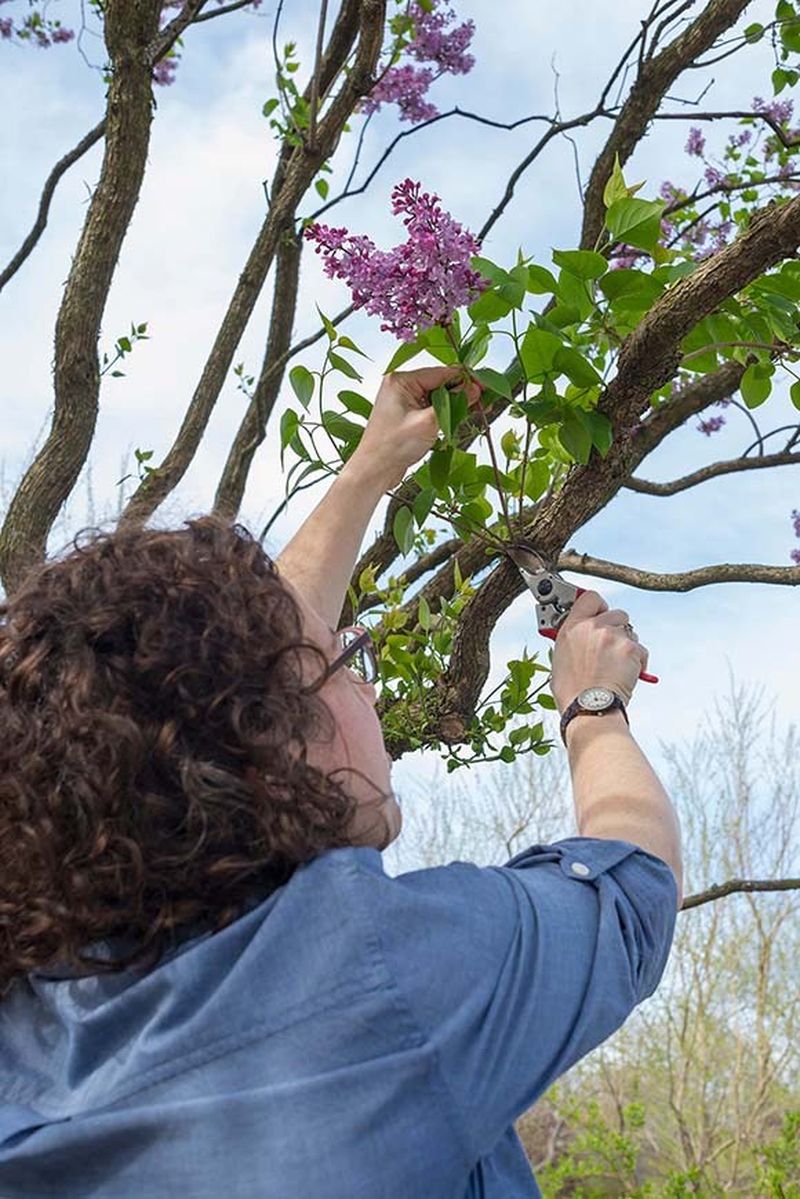 Un caz greu de crezut a avut loc în Austria! Un român a fost trimis direct în instanță după ce a fost prins furând liliac pentru soția lui