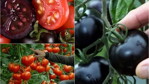 Americanii vor consuma roșii mov, modificate genetic! Motivul pentru care au schimbat culoarea și care sunt criticile legate de consumul lor