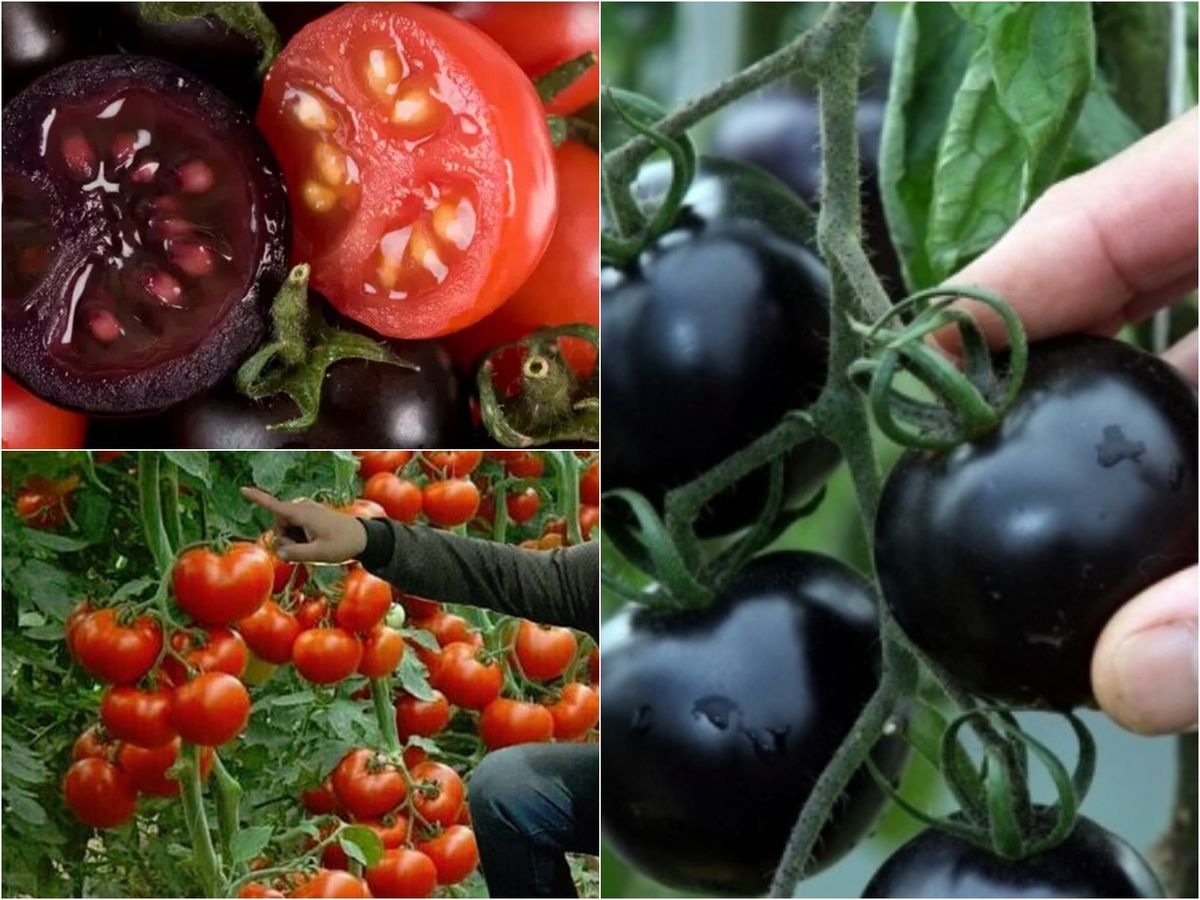 Americanii vor consuma roșii mov, modificate genetic! Motivul pentru care au schimbat culoarea și care sunt criticile legate de consumul lor