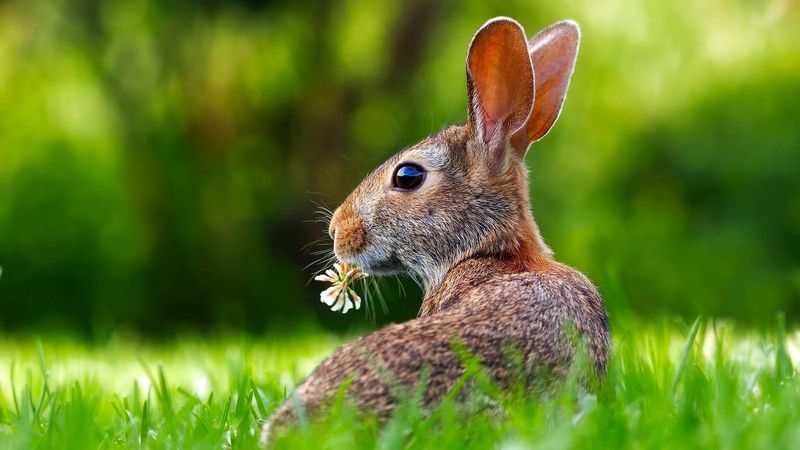 23 septembrie 2022: Ziua Internațională a Iepurilor. Trei lucruri extraordinare despre aceste animale