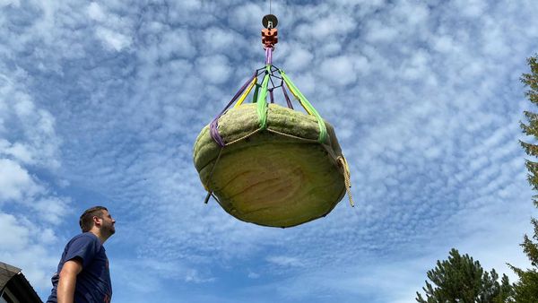 Un profesor din Germania a crescut în propria curte un dovleac de 588 de kilograme și l-a recoltat cu macaraua