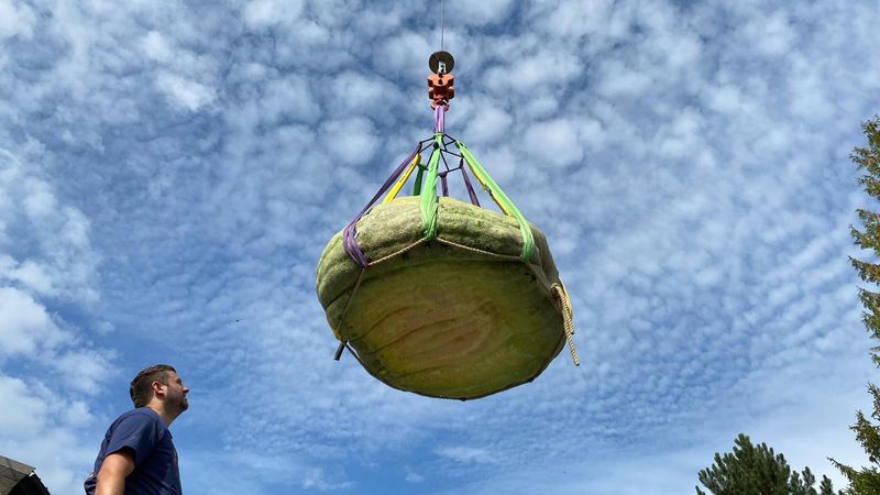 Un profesor din Germania a crescut &icirc;n propria curte un dovleac de 588 de kilograme și l-a recoltat cu macaraua