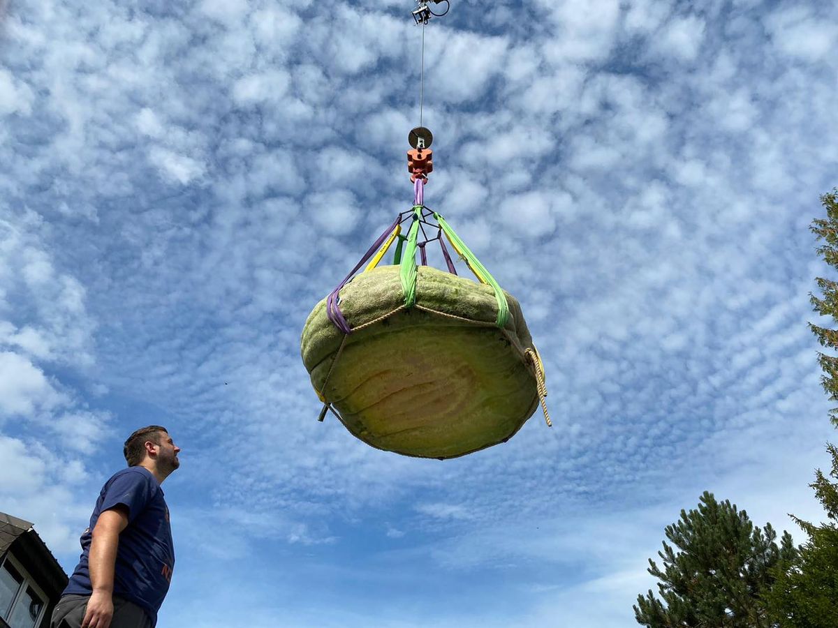 Un profesor din Germania a crescut în propria curte un dovleac de 588 de kilograme și l-a recoltat cu macaraua