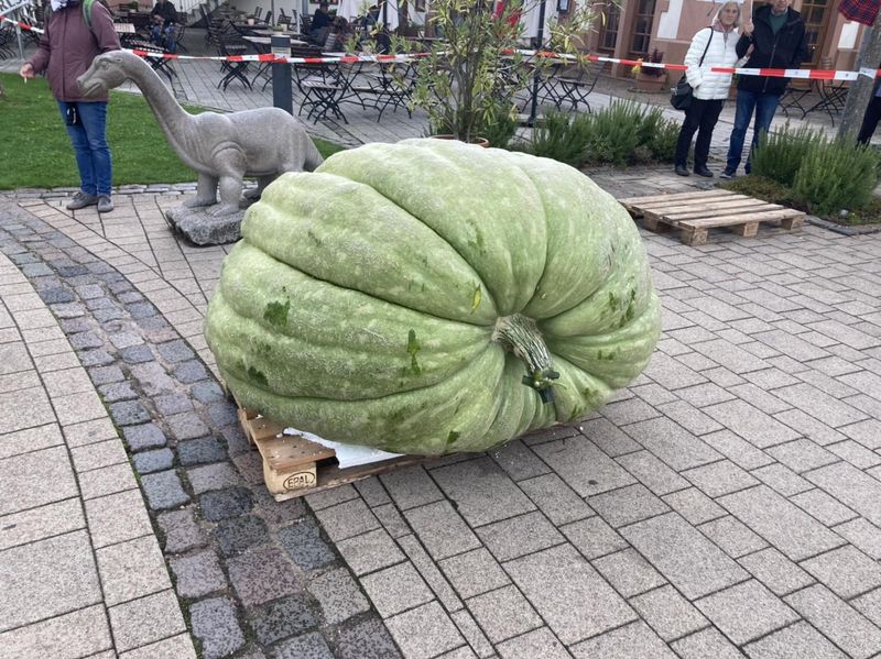 Un profesor din Germania a crescut în propria curte un dovleac de 588 de kilograme și l-a recoltat cu macaraua