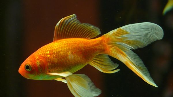 Dimineața Nebună: Peștișorul de acvariu al lui Mishu a fost victima tehnologiei. Iată ce a pățit!