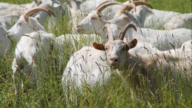 Dimineața Nebună. O femeie a devenit virală pe Internet, după ce a apelat la ajutorul internauților: &bdquo;Pot să-i dau lapte dacă e capra stresată?&rdquo;- AUDIO