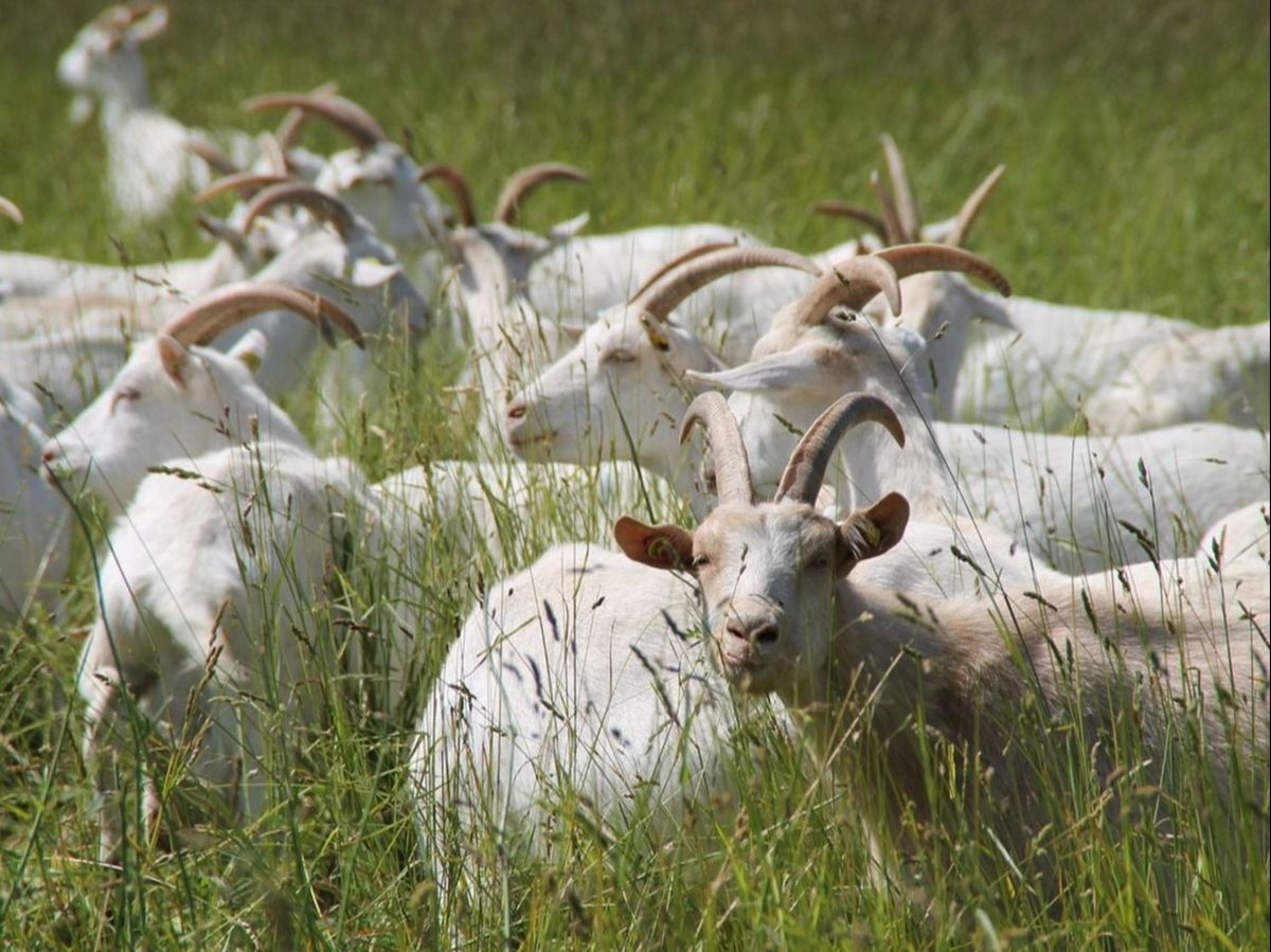 Pot să-i dau lapte dacă e capra stresată?