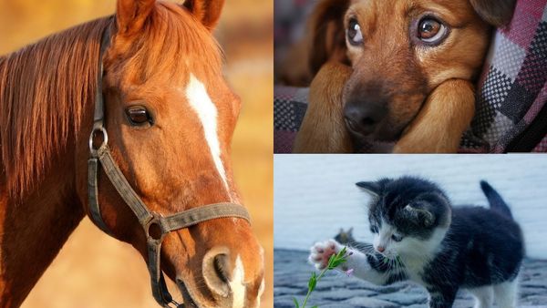 4 Octombrie 2022. Ziua mondială a animalelor