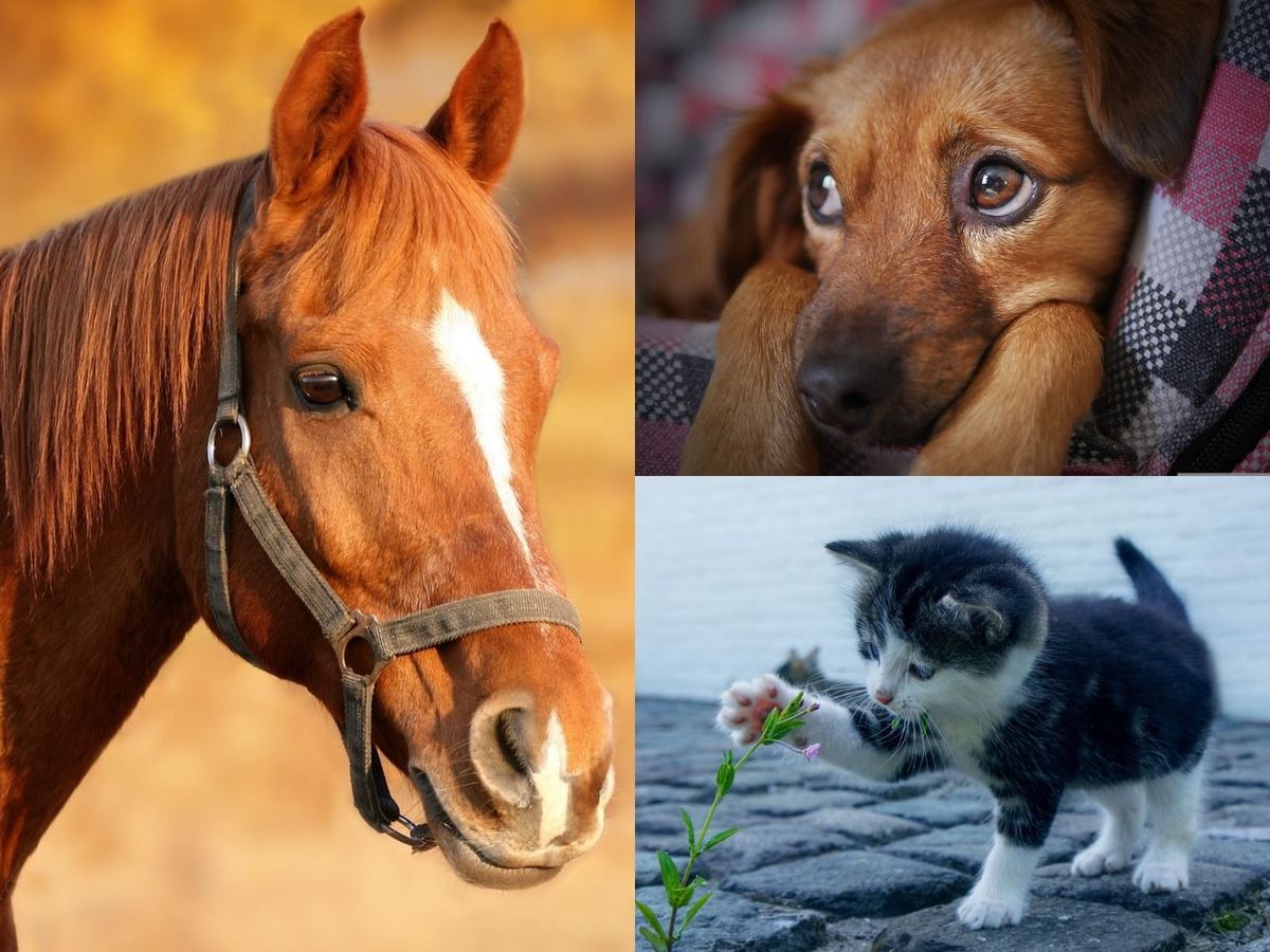 4 Octombrie 2022. Ziua mondială a animalelor