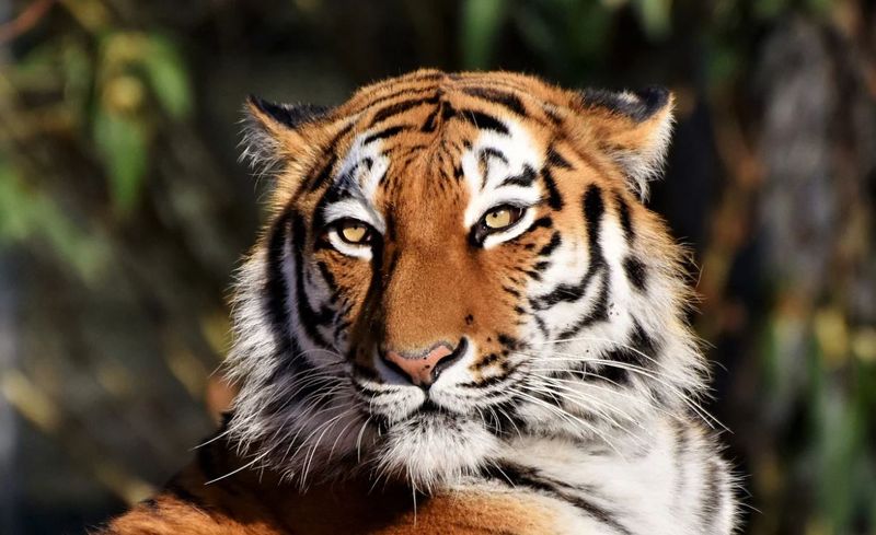 4 Octombrie 2022. Ziua mondială a animalelor 