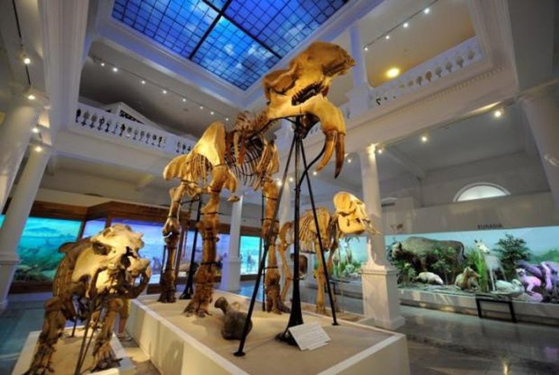 Intrare gratuită, marți, la muzeul Antipa, pentru românii care au nume de animale