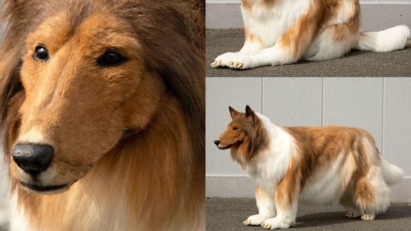 Un bărbat și-a investit economiile pentru a deveni un câine: „A fost visul meu”. Imaginile care au făcut înconjurul internetului