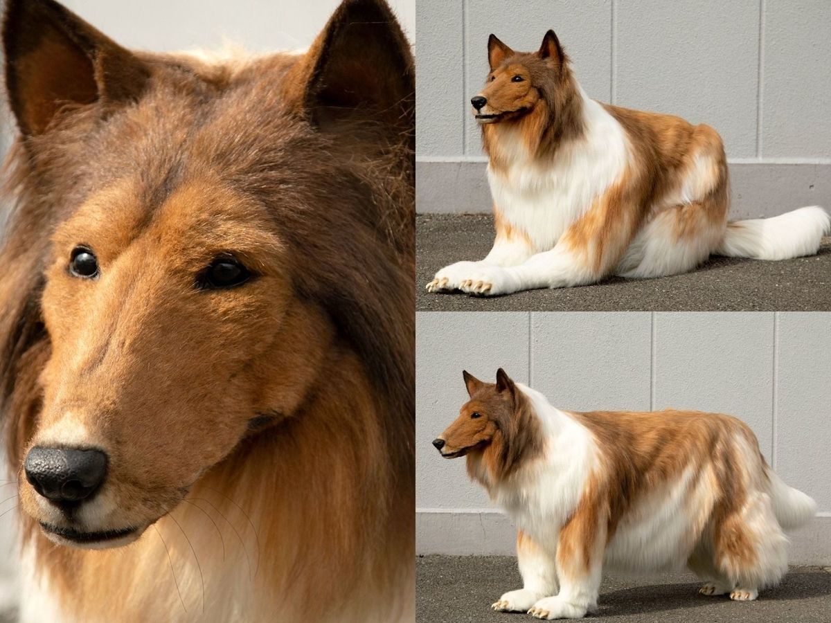 Un bărbat și-a investit economiile pentru a deveni un câine