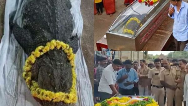 Dimineața nebună: Sute de indieni l-au condus pe ultimul drum pe Babia, un crocodil pe care îl consideră divin - AUDIO