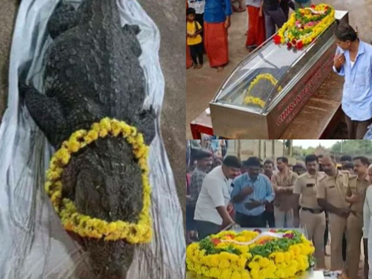  Sute de indieni l-au condus pe ultimul drum pe Babia, un crocodil pe care îl consideră divin