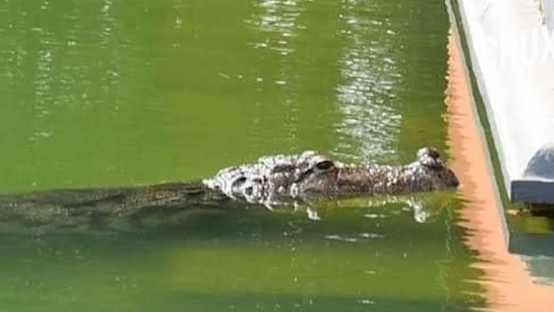  Sute de indieni l-au condus pe ultimul drum pe Babia, un crocodil pe care îl consideră divin