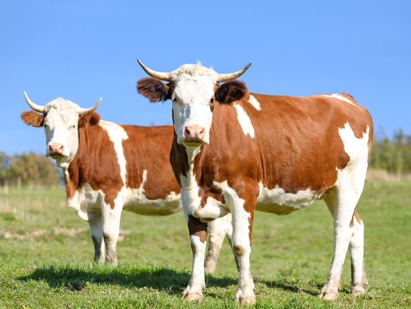 Ţara care va introduce taxă pe flatulențele vacilor