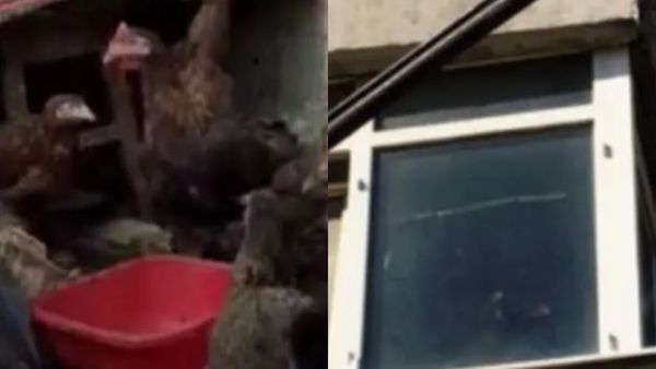 Dimineața nebună: Focar de infecție într-un apartament din Găești. Un bărbat crește pisici, câini, găini şi porumbei - AUDIO