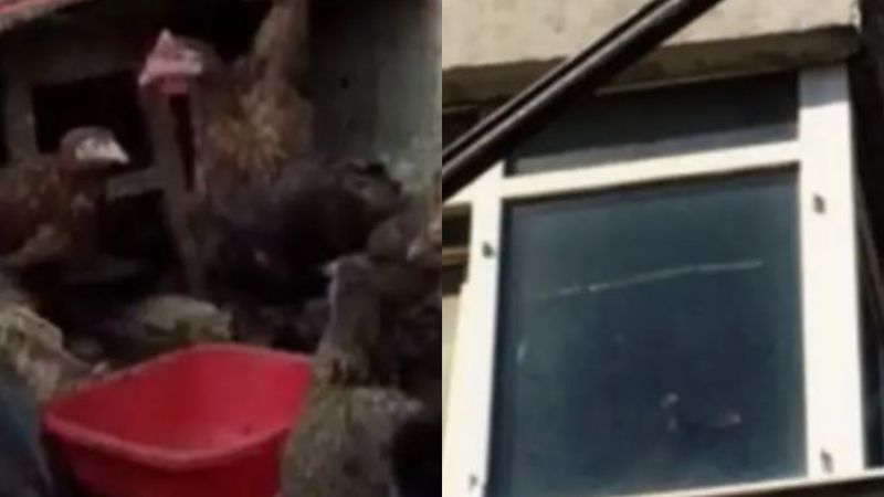 Dimineața nebună: Focar de infecție într-un apartament din Găești. Un bărbat crește pisici, câini, găini şi porumbei - AUDIO