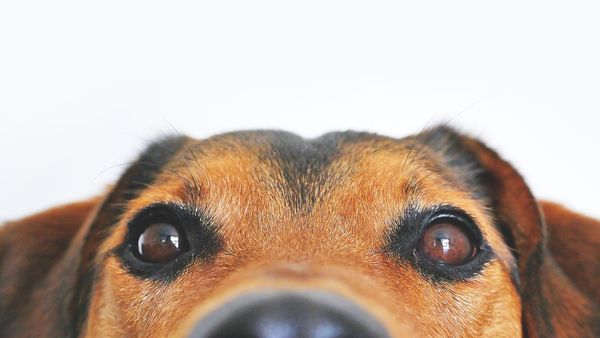 Dimineața Nebună. Un bărbat a mușcat un câine! Motivul pentru care a recurs la acest gest. Audio