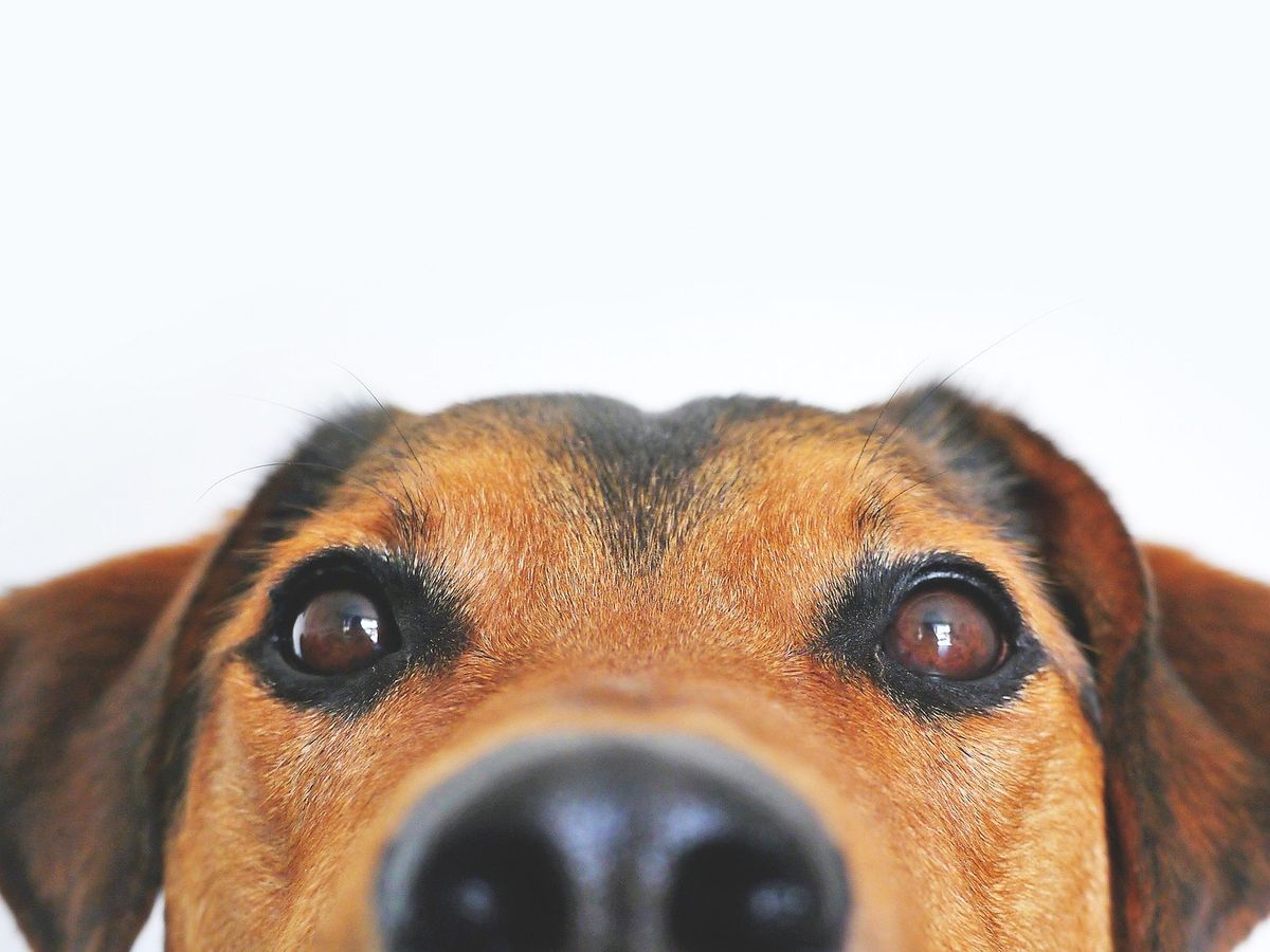 Dimineața Nebună. Un bărbat a mușcat un câine! Motivul pentru care a recurs la acest gest. Audio