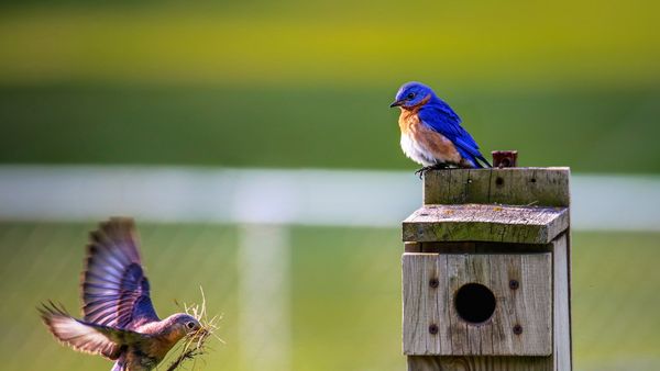 Dimineața Nebună. C&acirc;ntecul păsărilor, benefic pentru sănătatea mintală. Audio