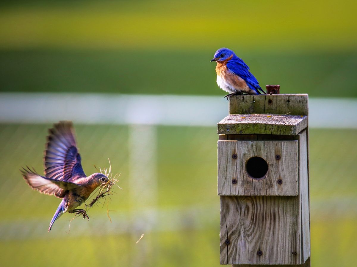 Dimineața Nebună. Cântecul păsărilor, benefic pentru sănătatea mintală. Audio