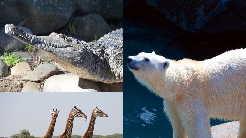 Bancul zilei de marți, 25 octombrie 2022. Unde &icirc;și petrec vacanța animalele de la Zoo