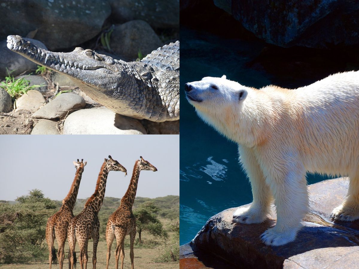 Bancul zilei de marți, 25 octombrie 2022. Unde își petrec vacanța animalele de la Zoo