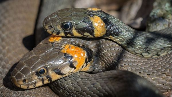 Noi detalii despre cazul pitonilor de la tomberon, din Oradea. Proprietarul avea crescătorie de șerpi și îi livra prin curier