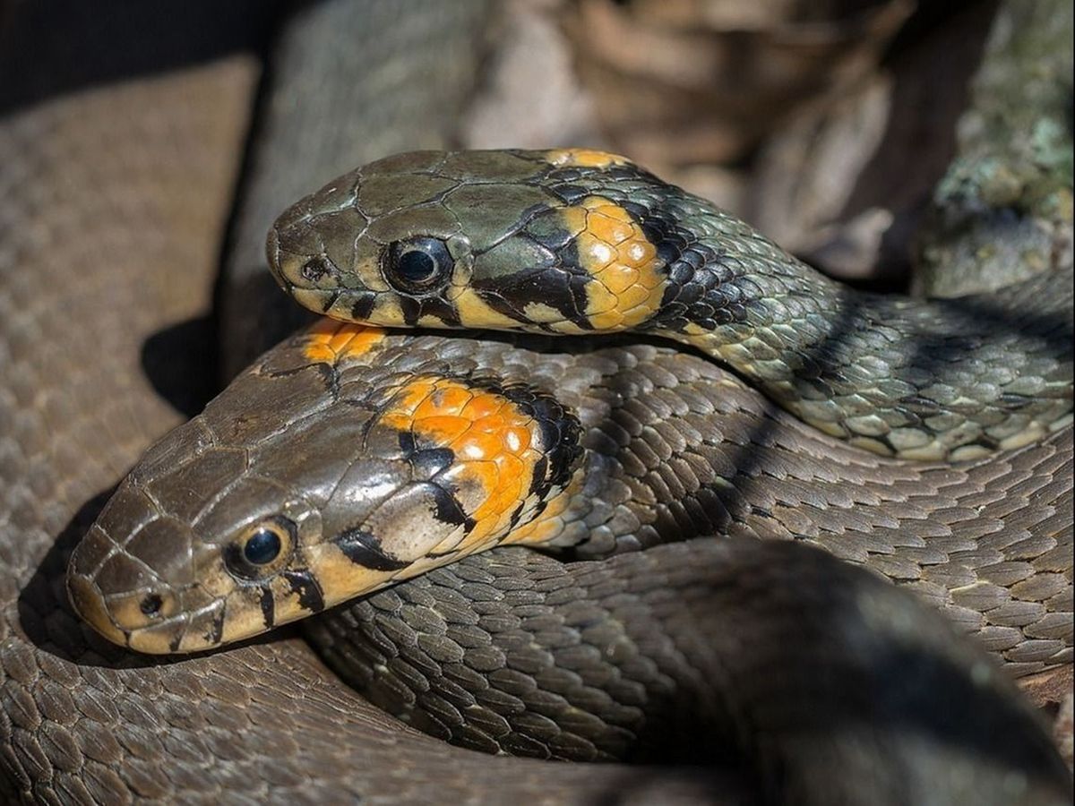 Noi detalii despre cazul pitonilor de la tomberon, din Oradea