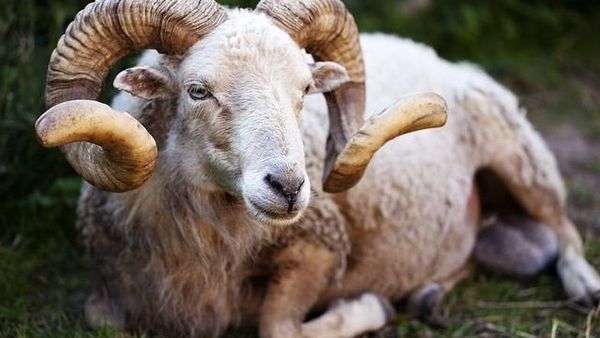 Dimineața nebună: Berbeci de rasă dispăruți de la o stână, dați în urmărire de polițiști- AUDIO