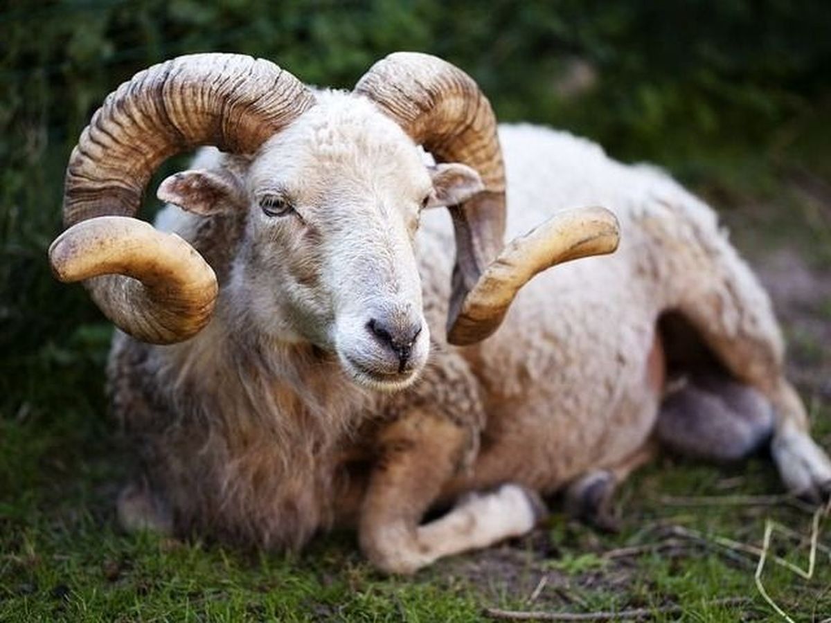 Berbeci de rasă dispăruți de la o stână, dați în urmărire de polițiști