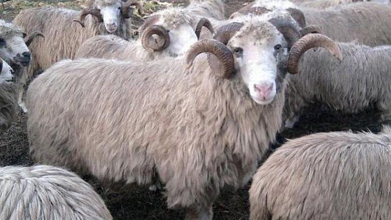 Berbeci de rasă dispăruți de la o stână, dați în urmărire de polițiști