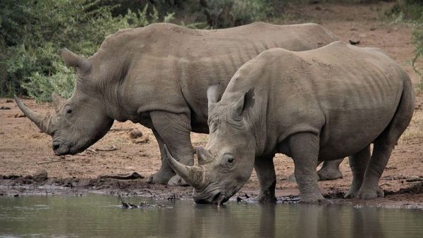 Dimineața Nebună: Coarnele de rinocer au devenit mai scurte în ultimul secol. Care este explicația - AUDIO