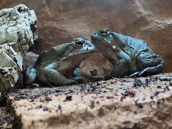 Dimineața Nebună:  Avertismentul bizar transmis de autorităţi cu privire la o specie de broască: &bdquo;Vă rugăm să vă abțineți de la lins&rdquo; - AUDIO