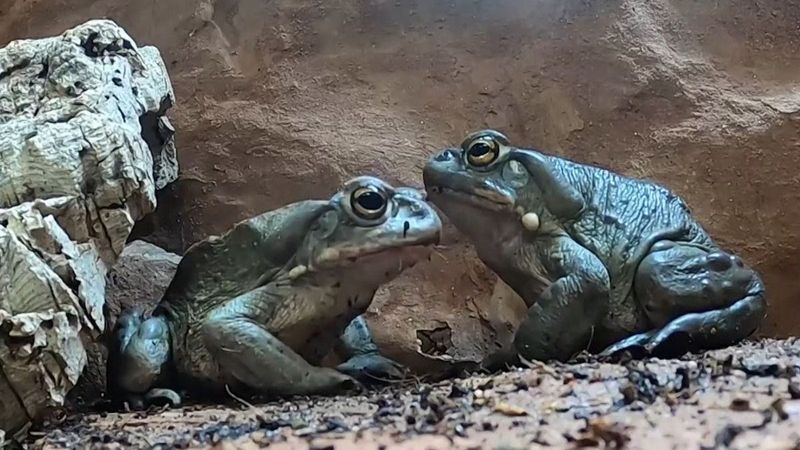 Dimineața Nebună:  Avertismentul bizar transmis de autorităţi cu privire la o specie de broască: &bdquo;Vă rugăm să vă abțineți de la lins&rdquo; - AUDIO