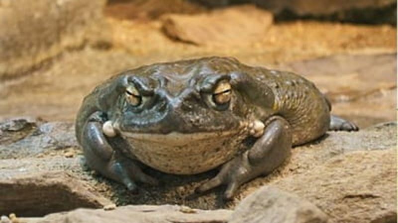   Avertismentul autorităţilor cu privire la o specie de broască