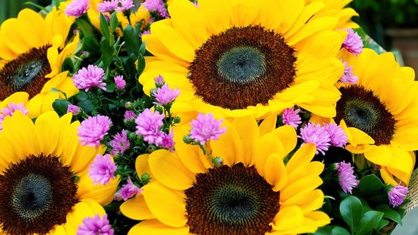 Ce flori să dăruiești, în funcție de zodie