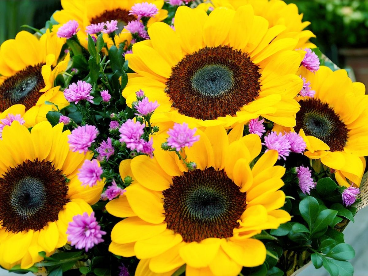 Ce flori să dăruiești, în funcție de zodie