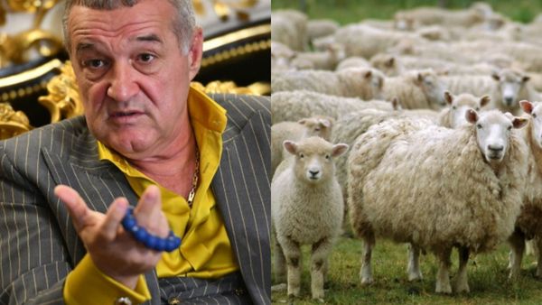Dimineața Nebună: Hoții i-au furat oile lui Gigi Becali - AUDIO