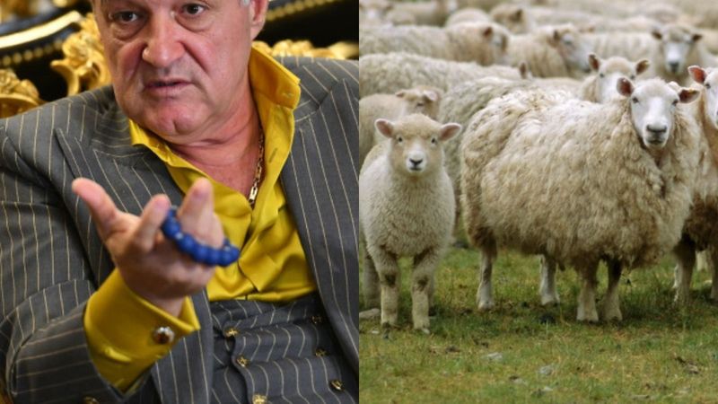 Dimineața Nebună: Hoții i-au furat oile lui Gigi Becali - AUDIO