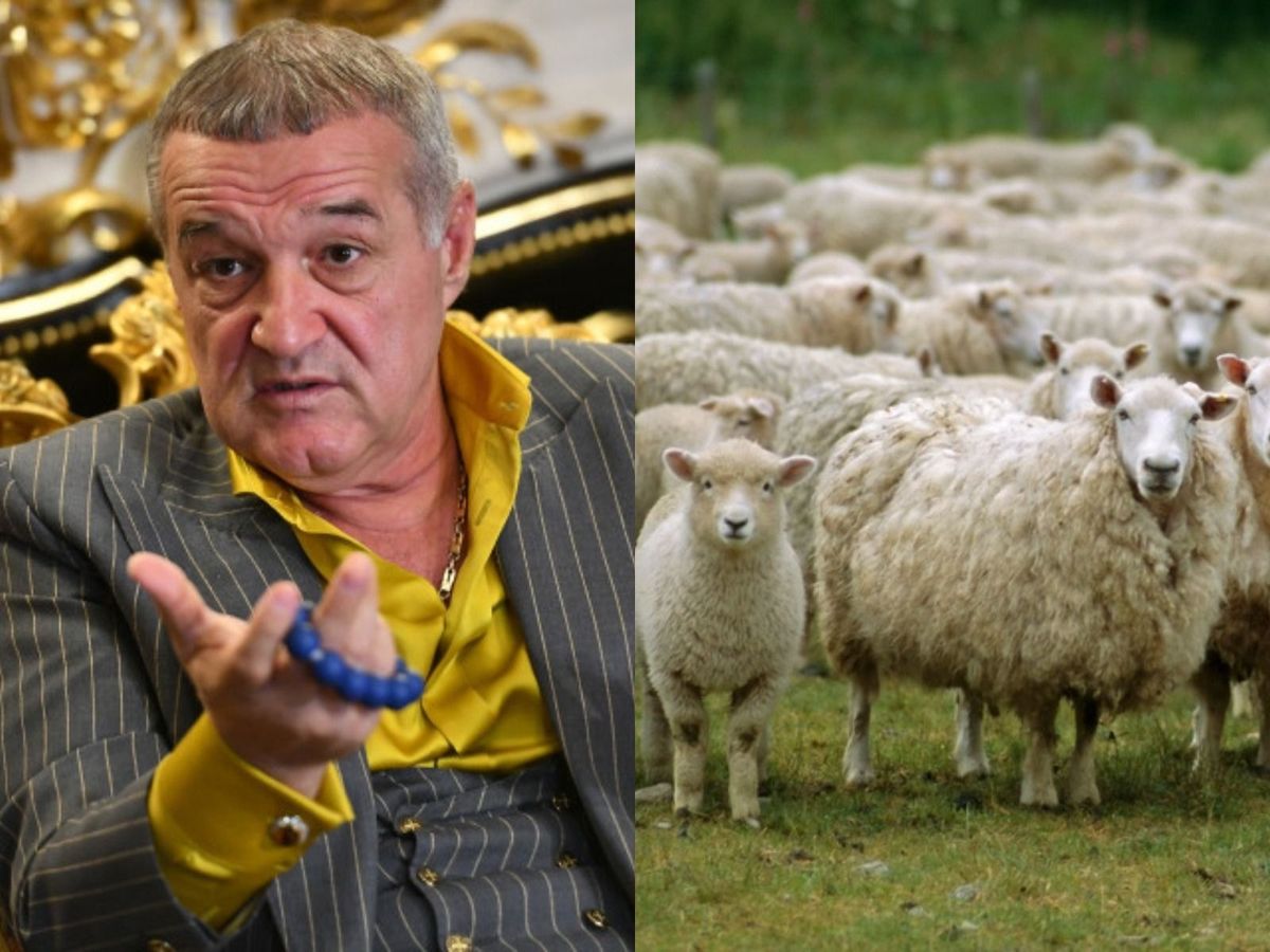 Hoții i-au furat oile lui Gigi Becali