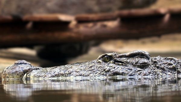 Dimineața Nebună: Aligator viu descoperit într-un bagaj la aeroport - AUDIO