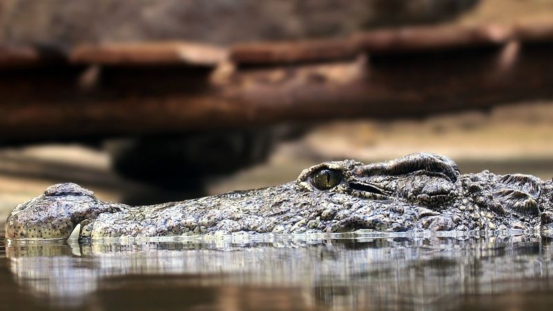 Dimineața Nebună: Aligator viu descoperit &icirc;ntr-un bagaj la aeroport - AUDIO