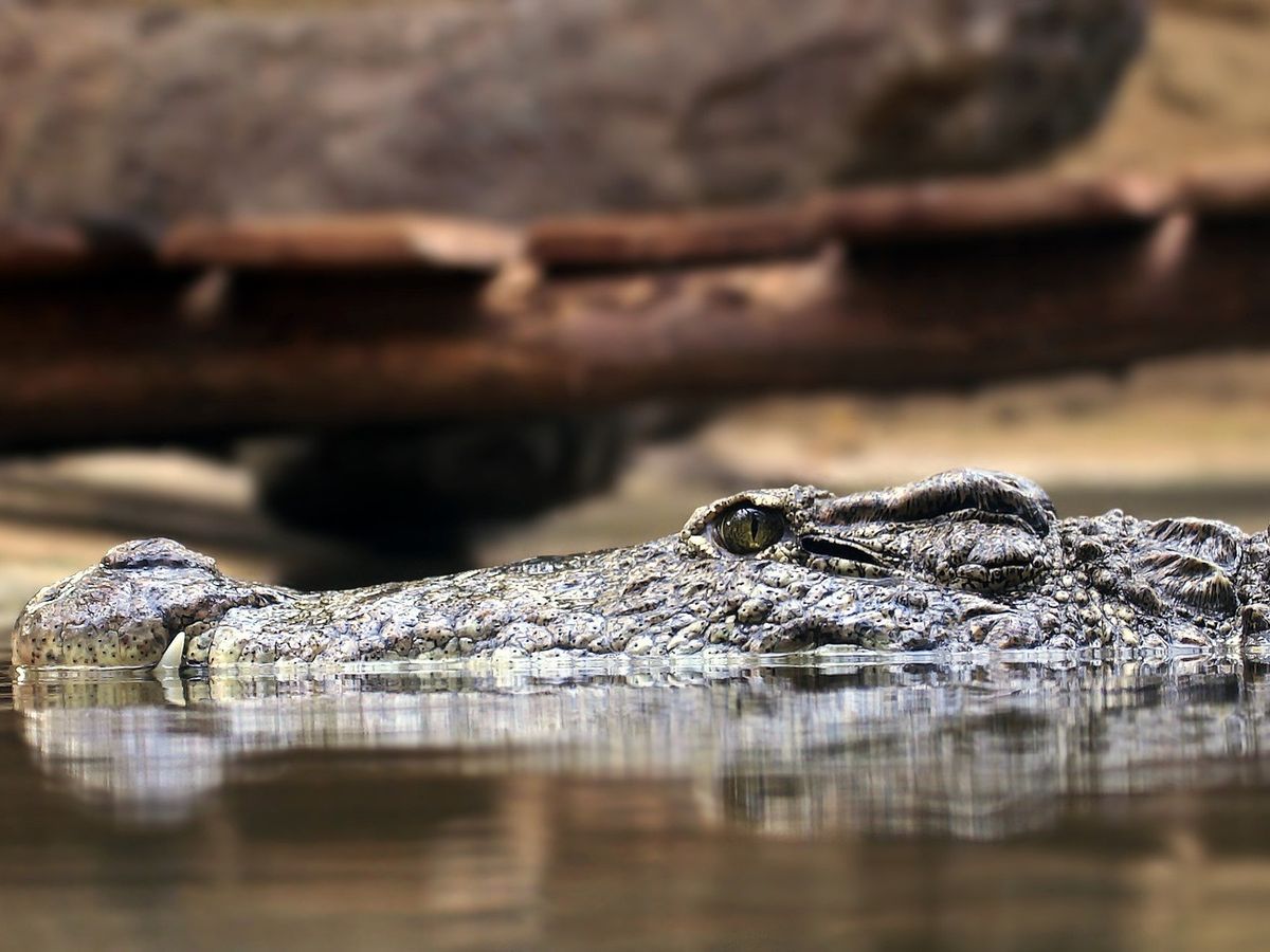 Dimineața Nebună: Aligator viu descoperit într-un bagaj la aeroport - AUDIO