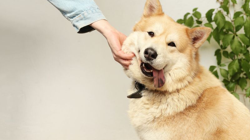 Animalele de companie ar putea avea acces în instituții publice și transportul în comun: „Un pas mic pentru România, un pas mare pentru animale!”