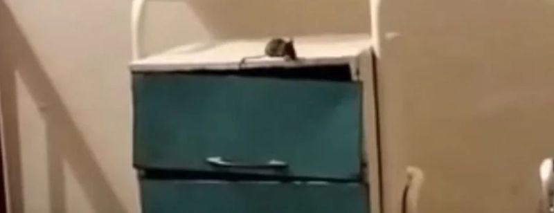  Șoarece filmat într-un salon de Pediatrie la un spital din Sălaj