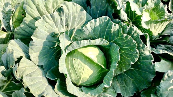 Dimineața Nebună: Hoțul de varză lovește din nou! Un bărbat a alertat poliția după ce i-a dispărut varza de pe câmp