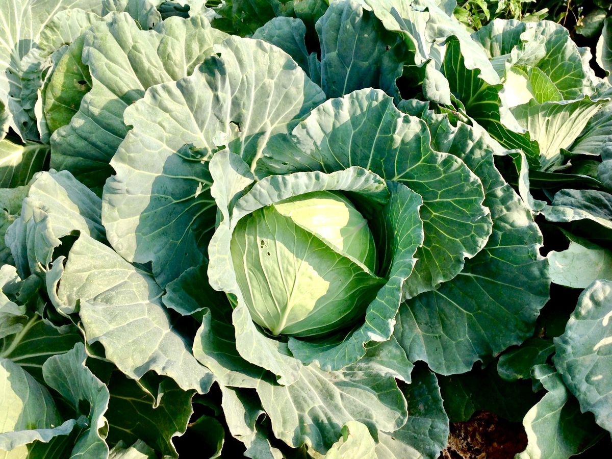 Dimineața Nebună: Hoțul de varză lovește din nou! Un bărbat a alertat poliția după ce i-a dispărut varza de pe câmp